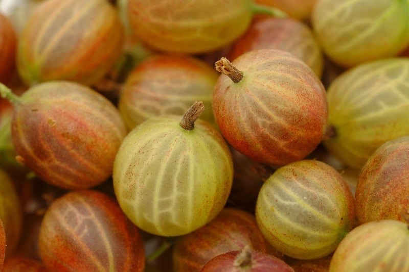 Galaxy Berries